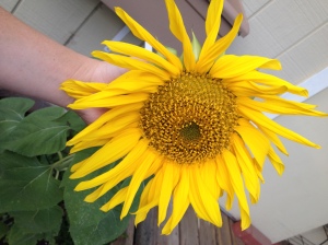 sunflower 2015 (5)
