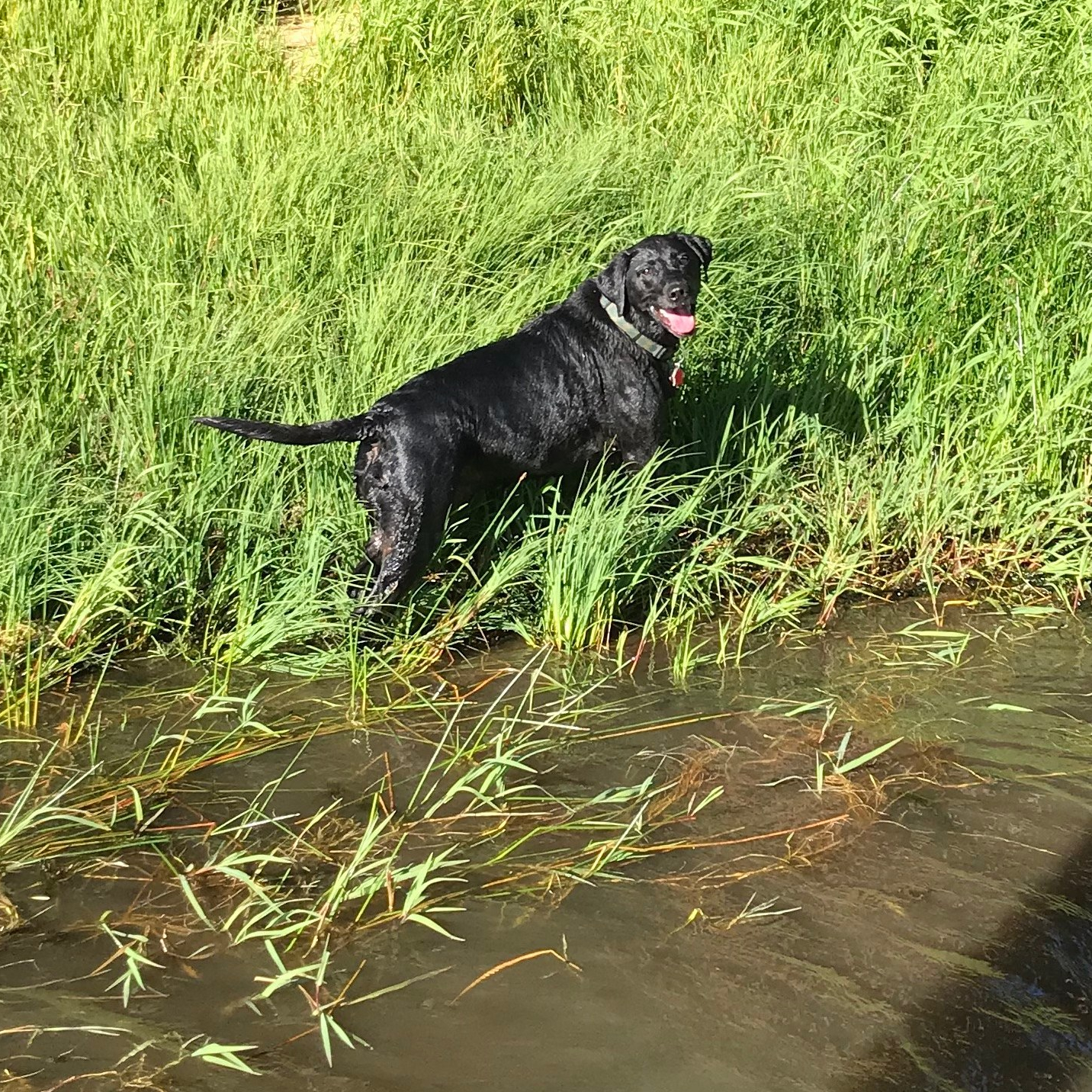 Loki Swimming at the Lake, August 2020
